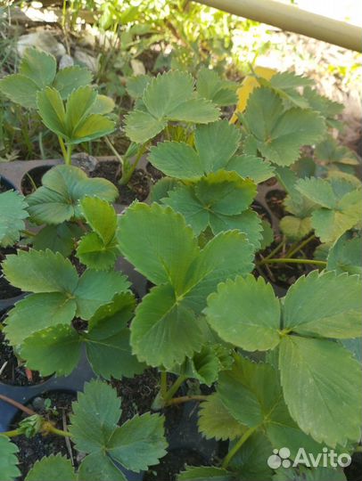 Рассада клубники многообразие сортов