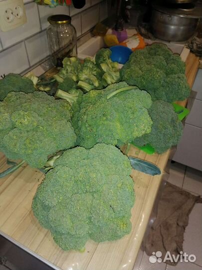 Рассада капусты брокколи