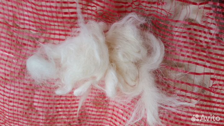 Собачья шерсть