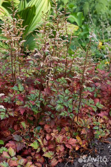 Астильбы сортовые