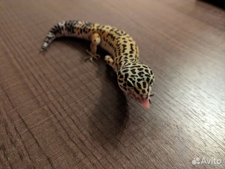 Пятнистый эублефар Normal (от Black Night cross)