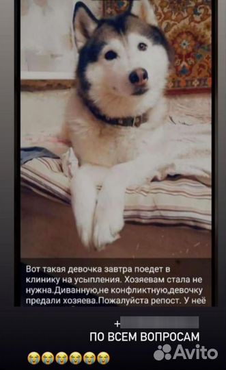 Аляскинский маламут