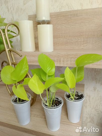 Сциндапсус (Эпипремнум) Голден Потос Неон