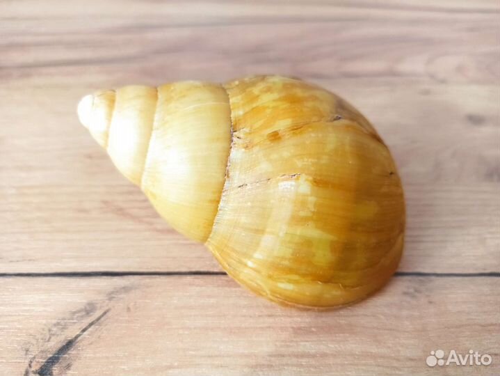 Морская раковина