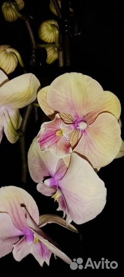 Орхидея фаленопсис биг лип