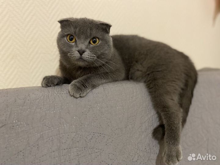 Шотландская кошка вязка