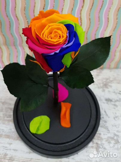 Живая роза в колбе