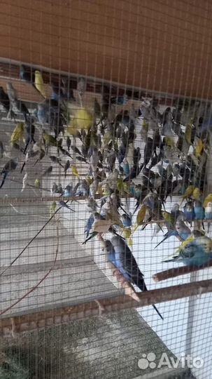 Попугаи оптом волнистые кареллы какарики