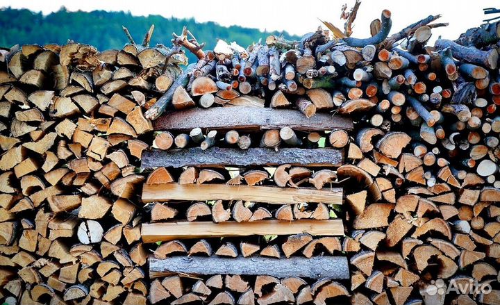 Береза на выбор