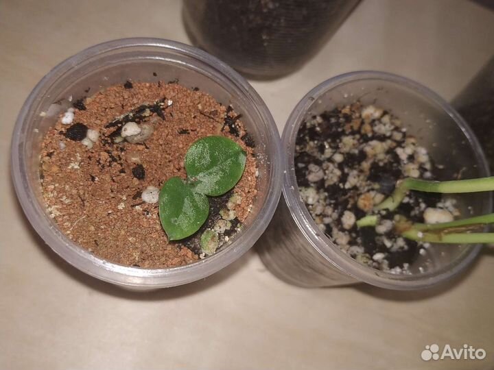 Набор цветов отдам за 350 5 шт