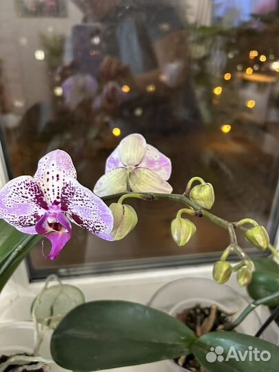 Орхидея фаленопсис биг лип