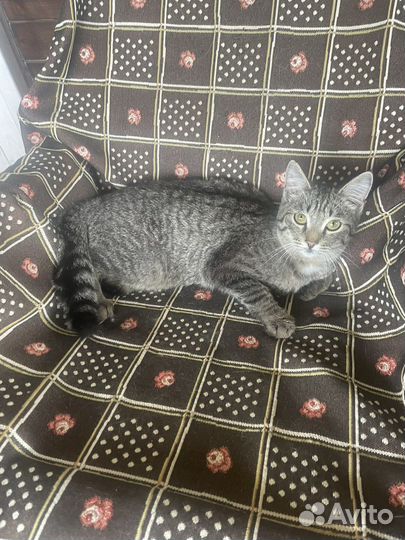 Красавец Яша ищет дом