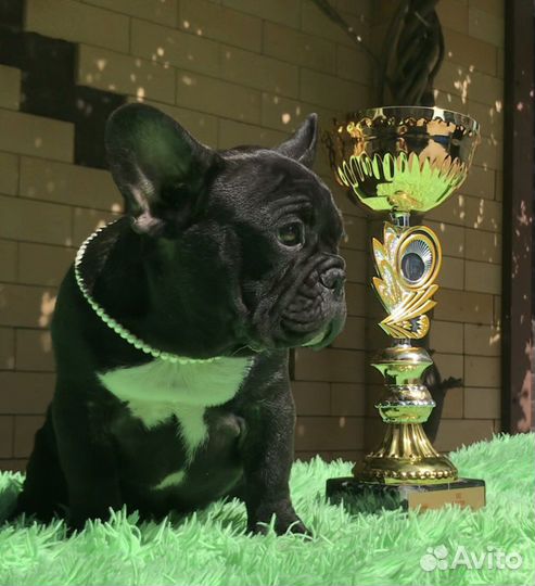 Шикарные щенки французики с документами