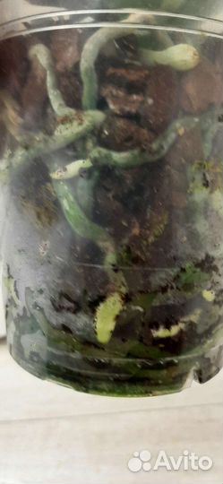 Орхидея мультифлора Summer Song