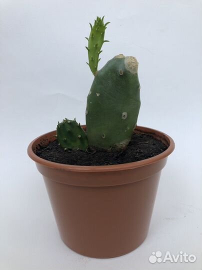 Кактус опунция