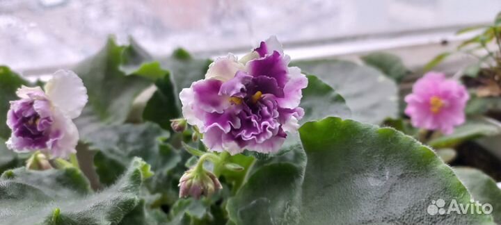 Сортовая фиалка Айседора