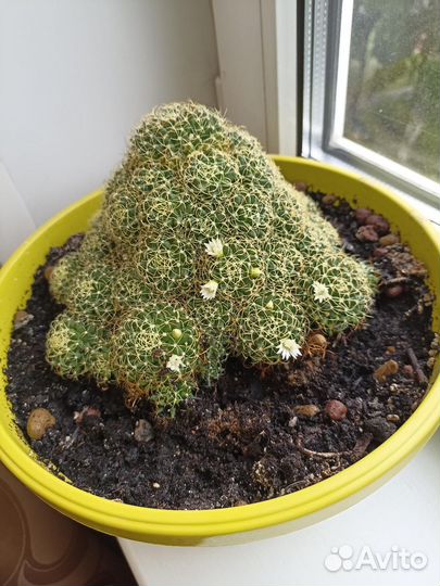 Детки цветущего кактуса 3-4 см