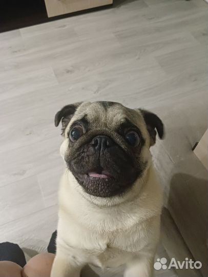 Мопс вязка мальчик