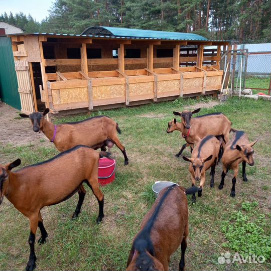 Чешские козы