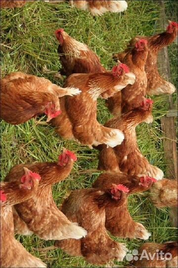 Куры несушки