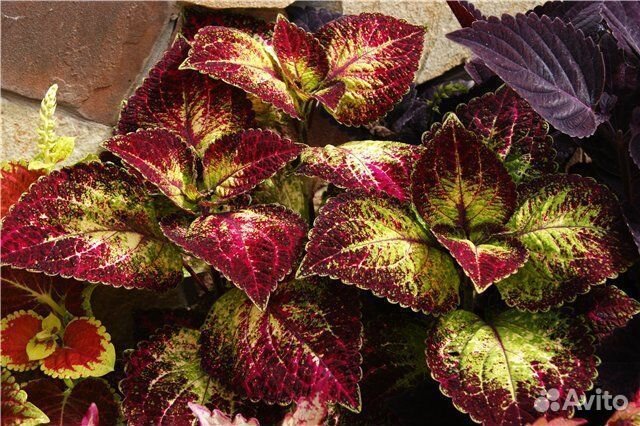 Колеус аватар и Пеле