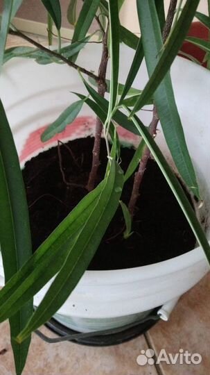 Фикус Алладина более 75см от корней