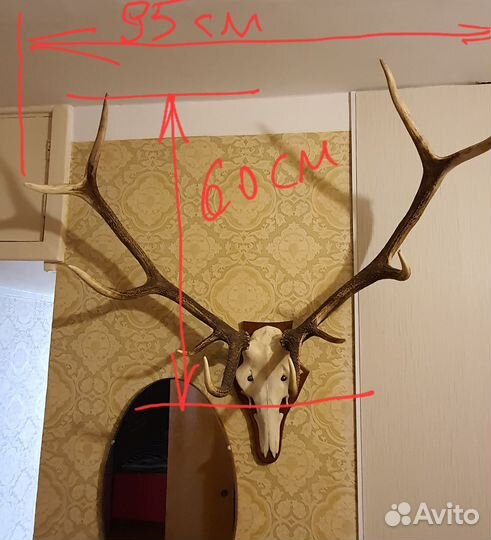 Продам рога оленя