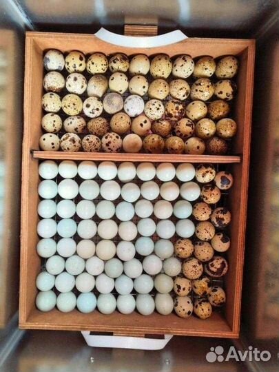 Перепелиные яйца