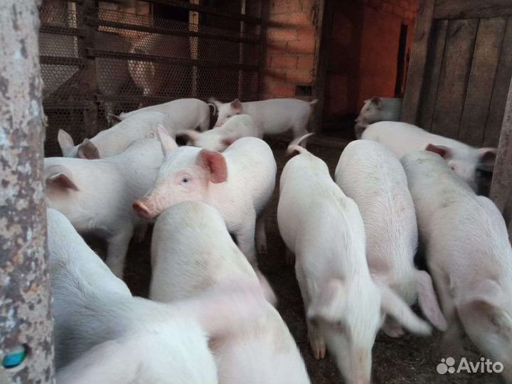 Поросенок ландрас крупная белая