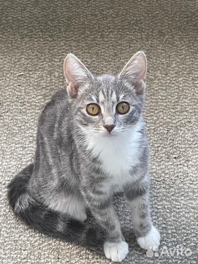 Молодая кисуля в добрые руки