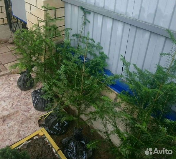 Сибирская пихта саженцы от 45см и выше