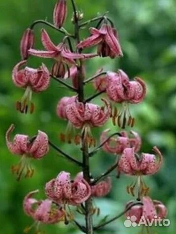 Лилия саранка