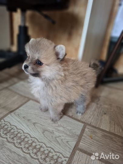 Померанский шпиц медвежьего типа девочка