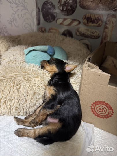 Йоркширский терьер мальчик