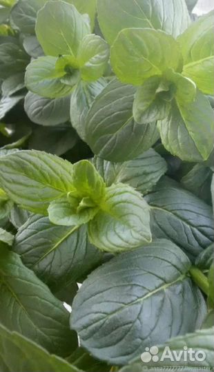 Мята, мелисса