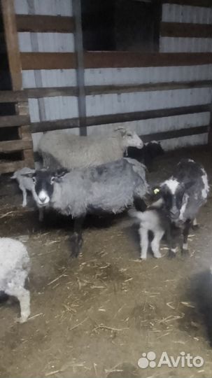 Овцы,бараны,ягнята