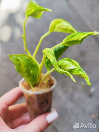 Сциндапсус Годзилла вар