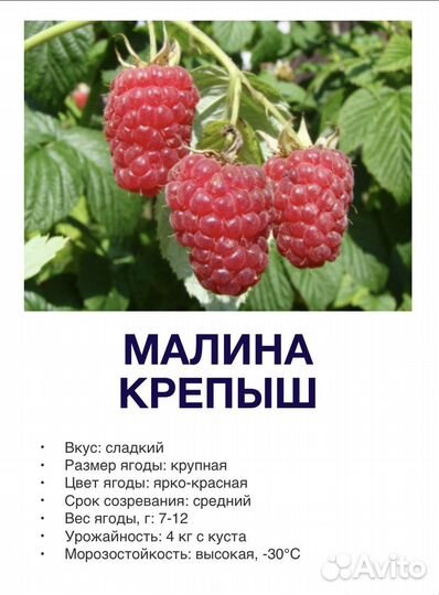 Малиновое дерево таруса крепыш