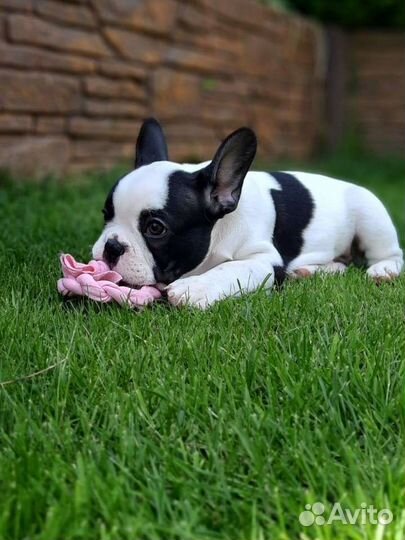 Французский бульдог