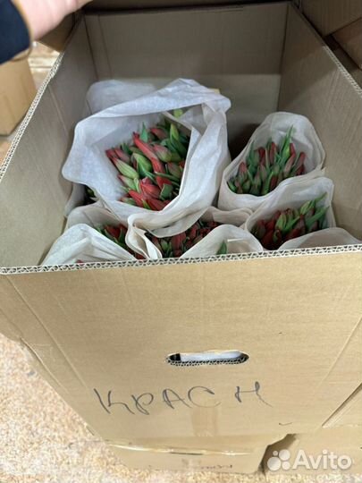 Тюльпаны к 8 марта оптом