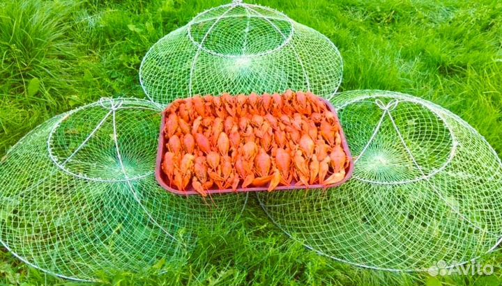 Ракаловки в Ассортименте