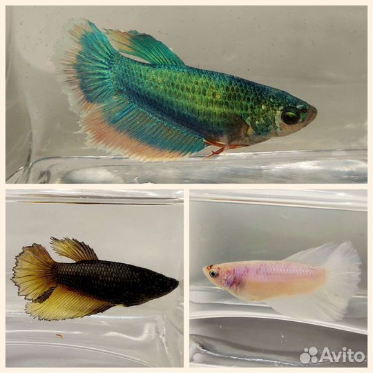 Рыбка петушок самка