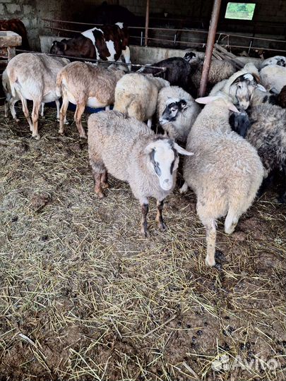 Овцы барашки