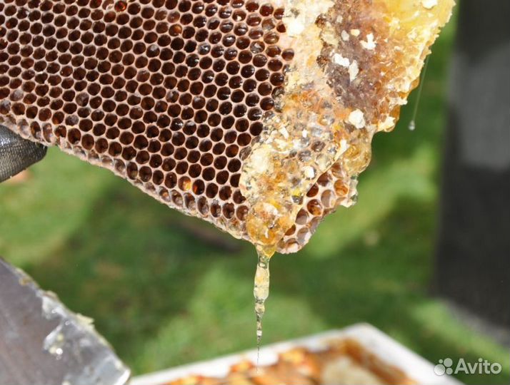 2024 Мед натуральный алтайский оптом