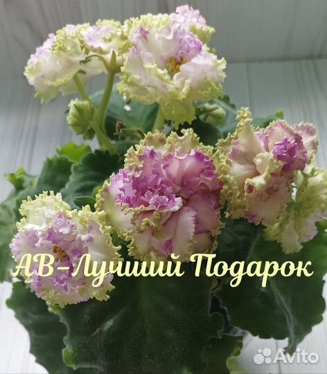 Фиалка сортовая