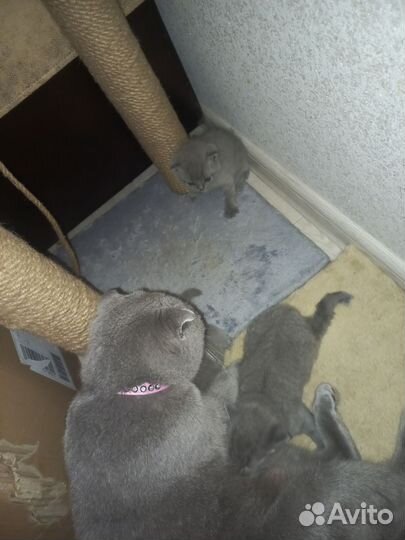 Шотландские котята