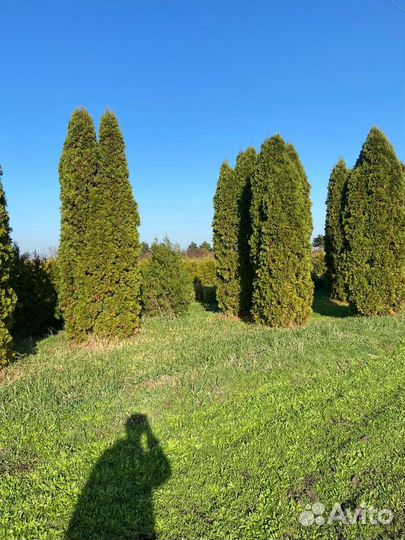 Туя западная Колумна, крупномер