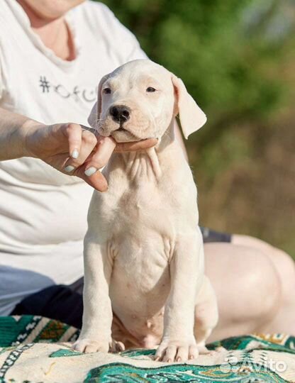 Аргентинские доги. Щенки