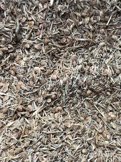 Люцерна в кормовой смеси