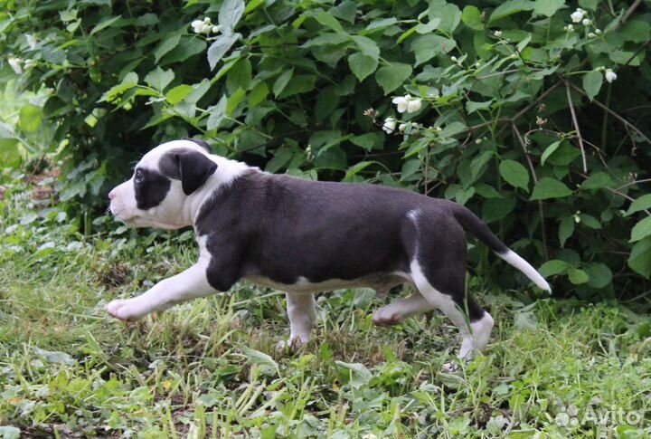 Американский стаффордширский терьер